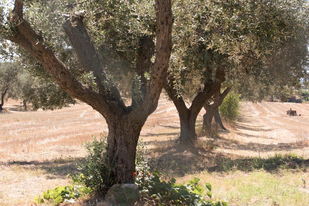 Agriturismo Casale San Benedetto Ceri Екстериор снимка